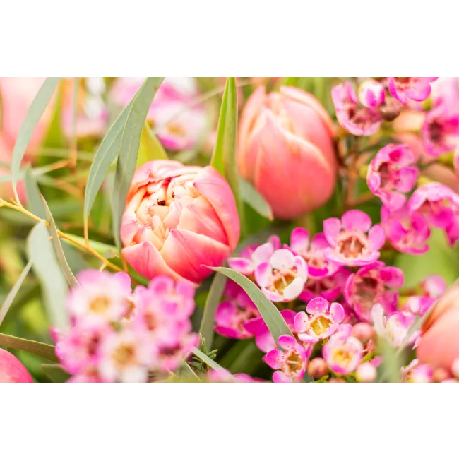 Kytice prémiových tulipánů